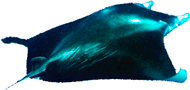 Die Umrisse eines Mantas 