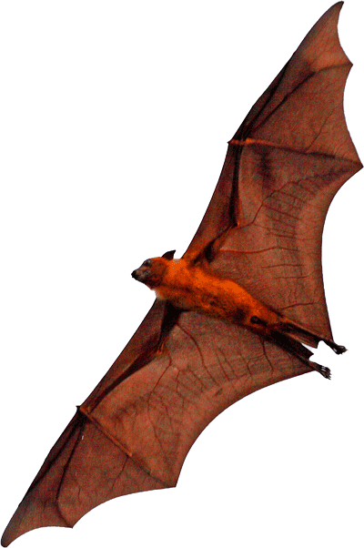 Riesenflughund fliegt nach links oben und ist von der Bauchseite her aufgenommen